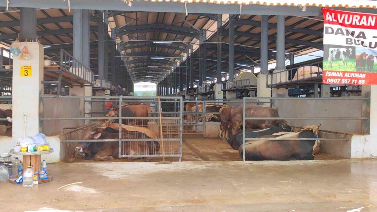 İnegöl Hayvan Pazarı’nda şap karantinası.. Giriş-çıkışlar yasaklandı
