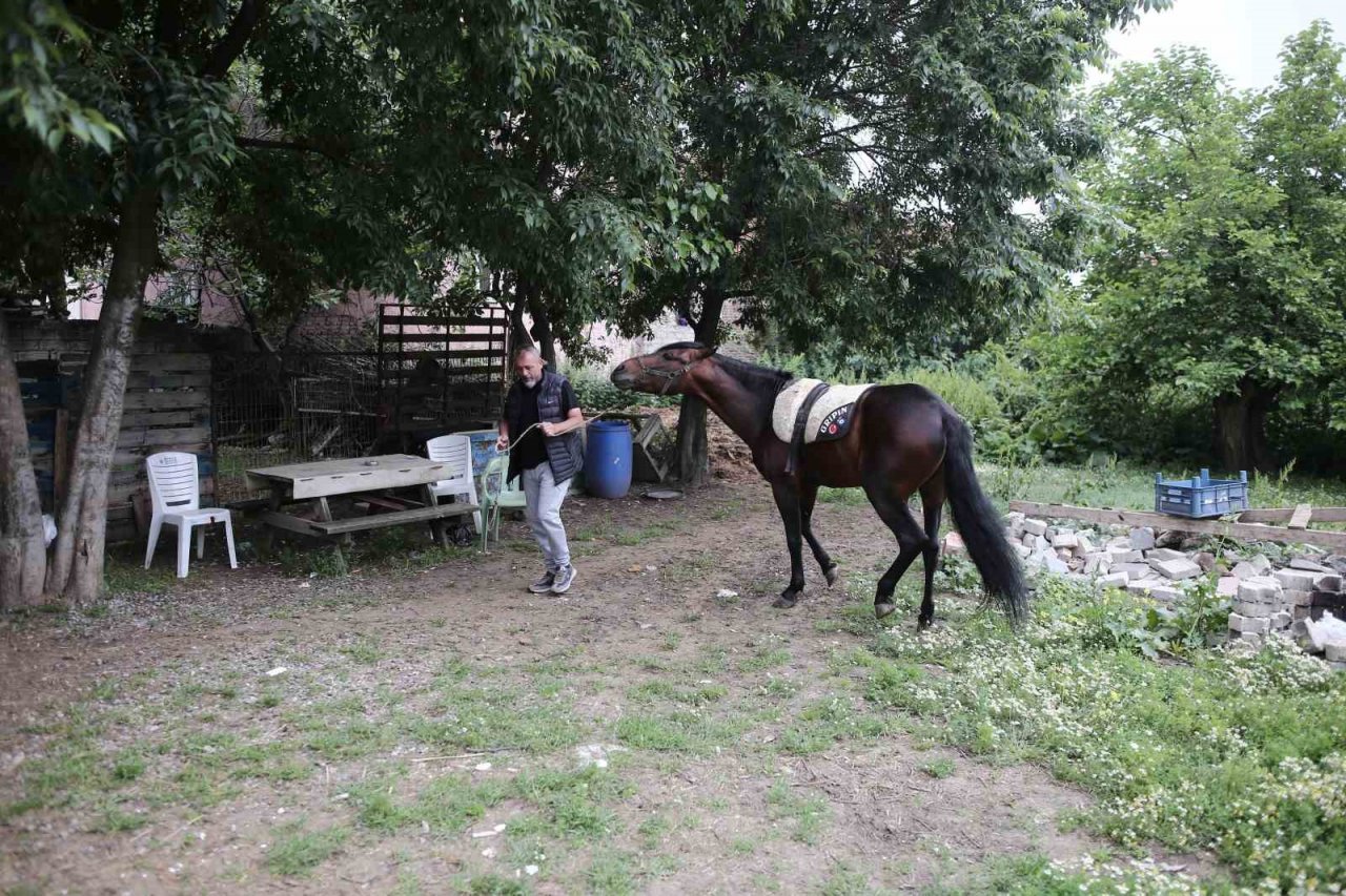 "Uludağ" isimli tay annesinin karnındayken satıldı
