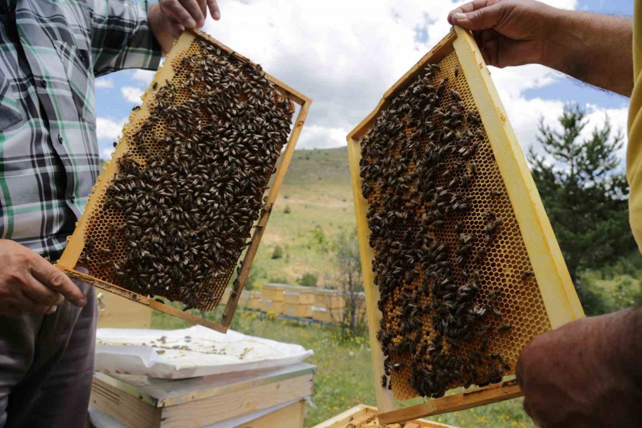 Çayırlı’da arıcılık geliştiriliyor