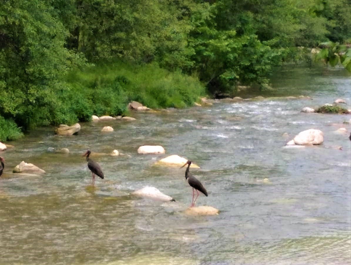 Karaleylekler Kanlıçay’ı mesken tuttu