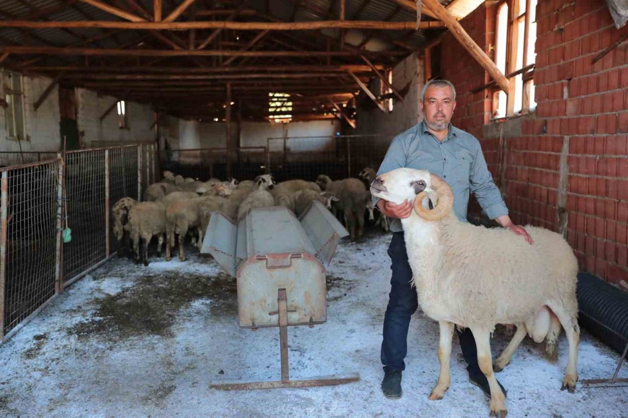 200 aileye 400 adet damızlık koç ve teke hibe edildi