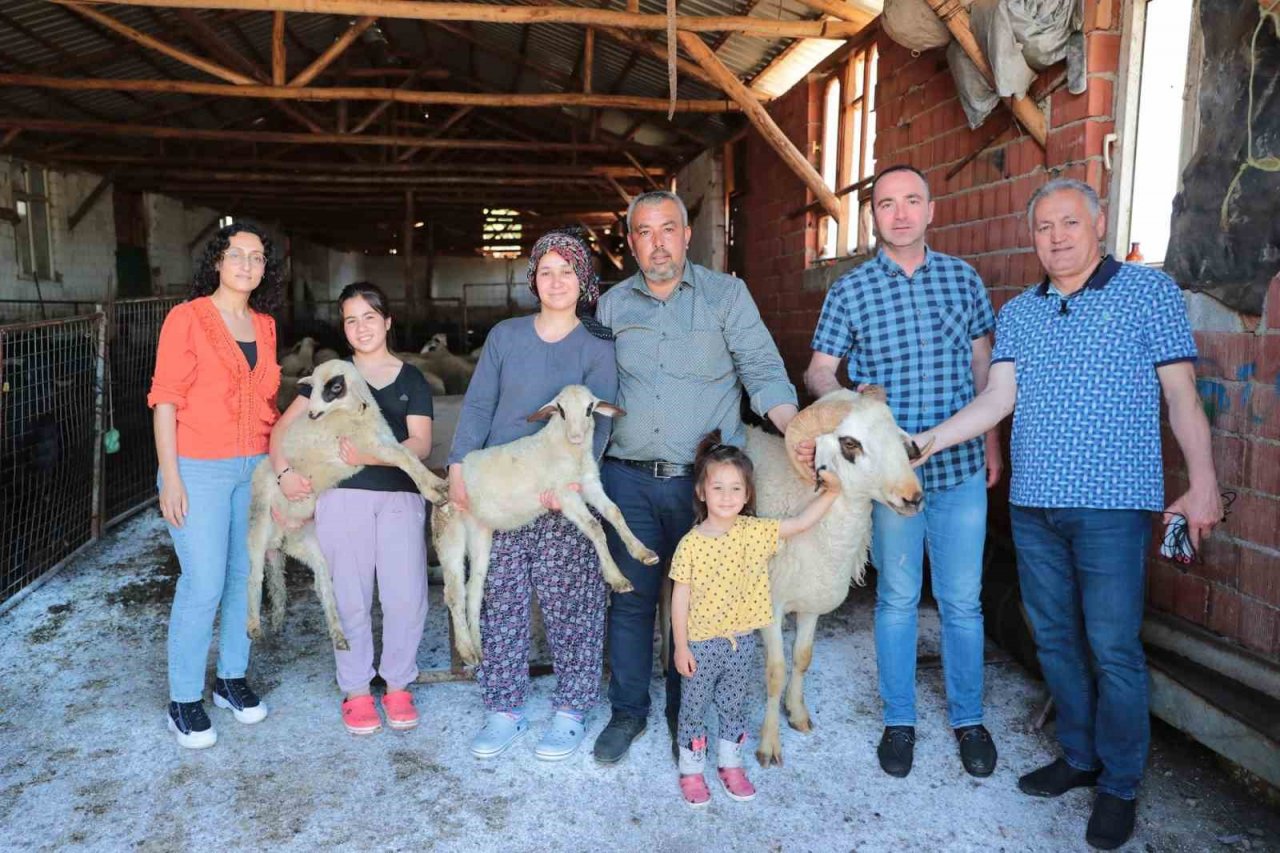 200 aileye 400 adet damızlık koç ve teke hibe edildi