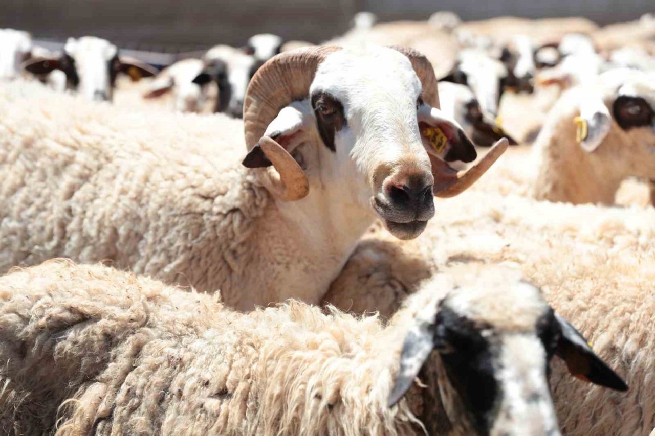 200 aileye 400 adet damızlık koç ve teke hibe edildi