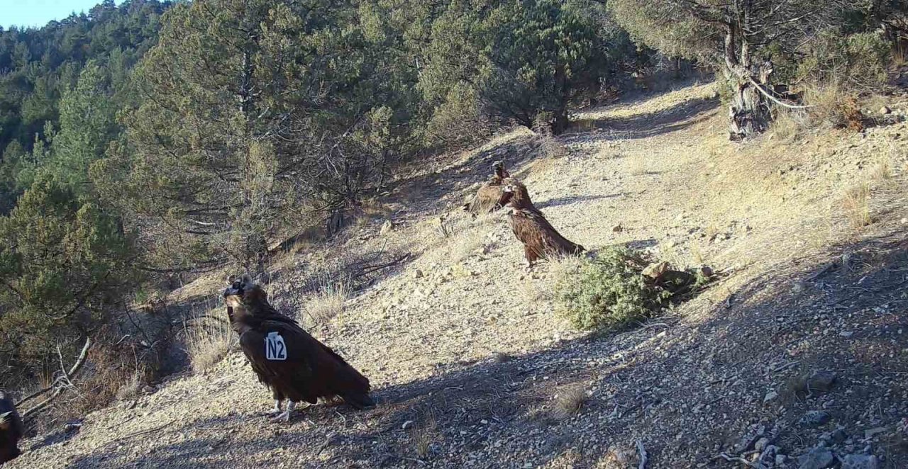 Yunanistan’da bakılan kara akbaba Eskişehir’e göçtü
