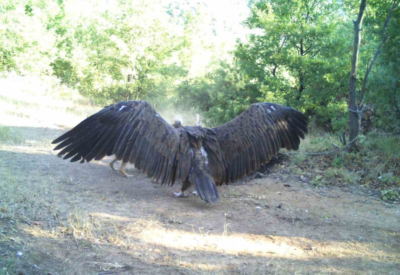 Yunanistan’da bakılan kara akbaba Eskişehir’e göçtü