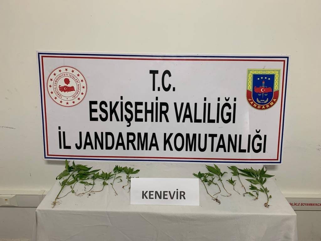 Kenevir yetiştiren şahıslara jandarma operasyonu