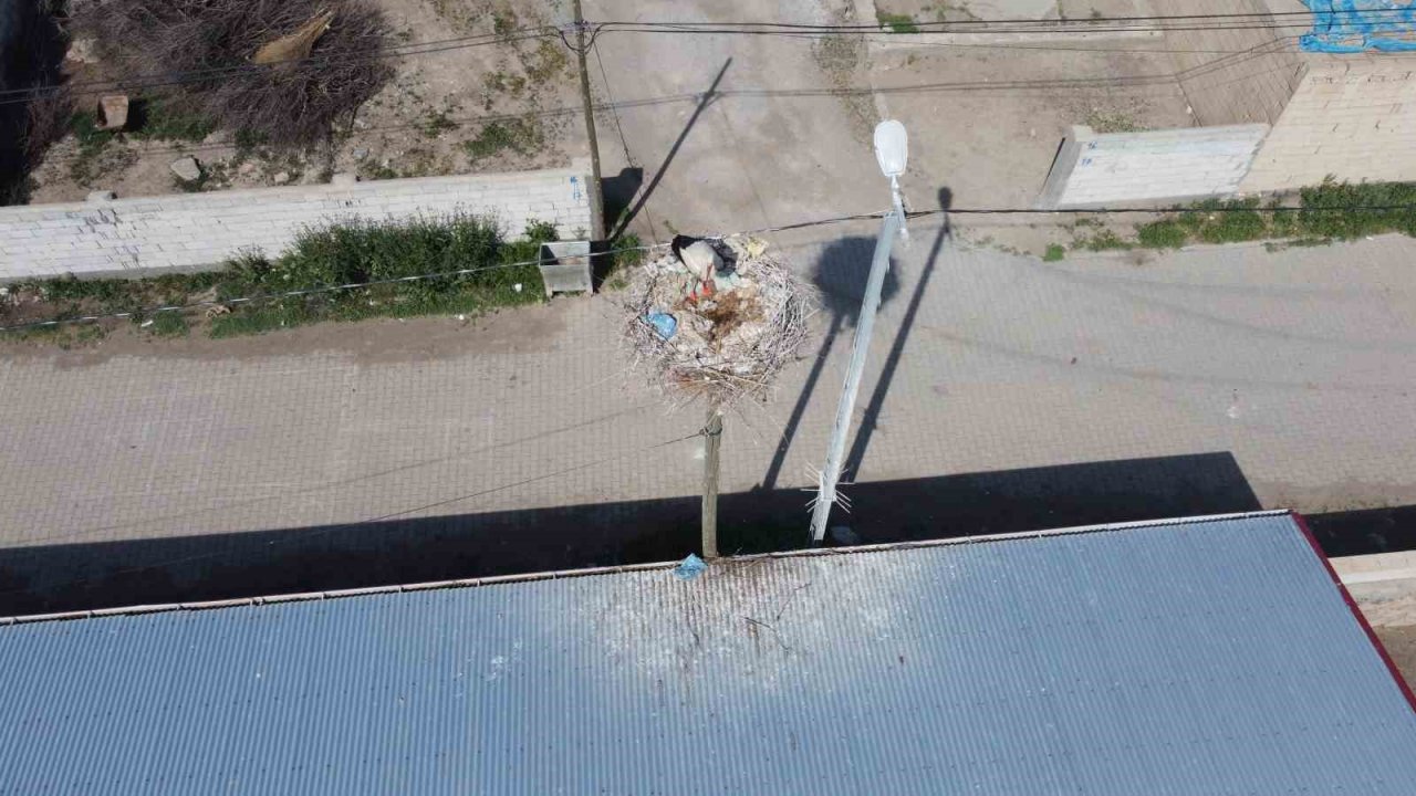 Iğdır’da leylek yuvasının hane sayısından çok olduğu köy havadan görüntülendi