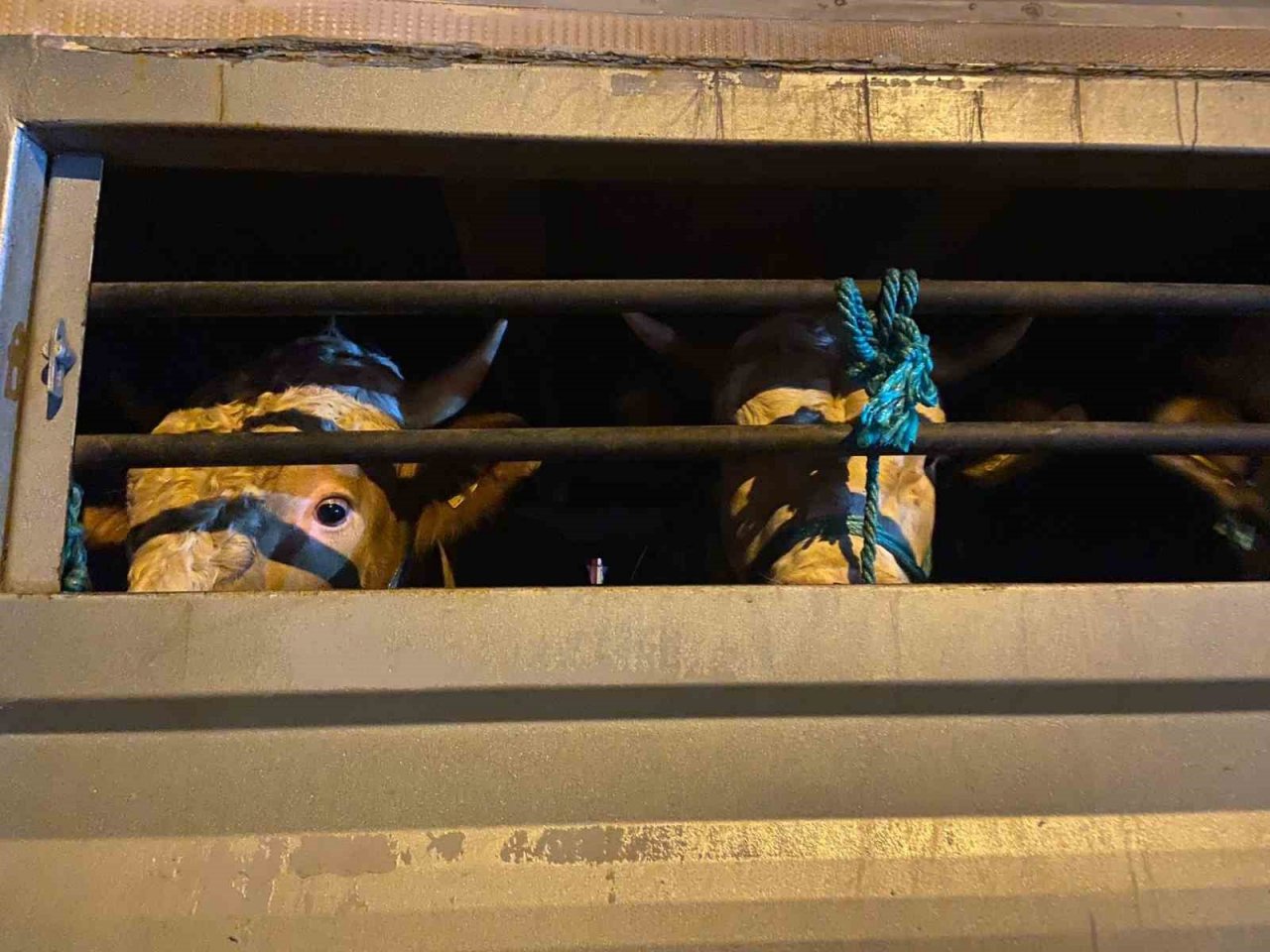 İstanbul’a kurbanlık hayvan girişleri başladı