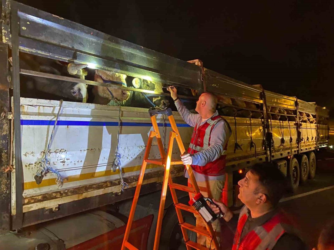 İstanbul’a kurbanlık hayvan girişleri başladı