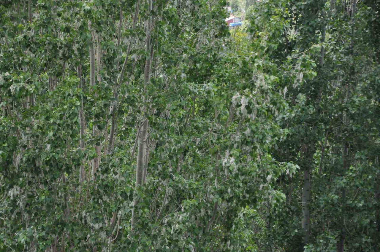 Kars’ta polenli ağaçlar vatandaşları rahatsız ediyor