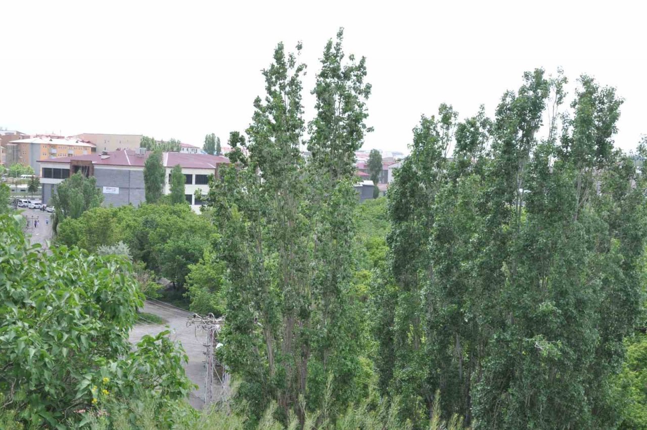 Kars’ta polenli ağaçlar vatandaşları rahatsız ediyor