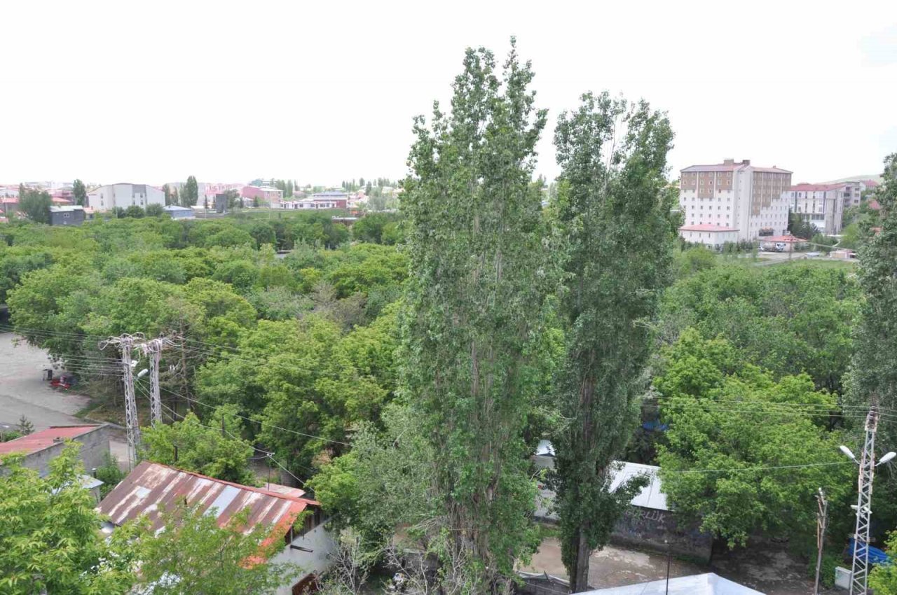 Kars’ta polenli ağaçlar vatandaşları rahatsız ediyor