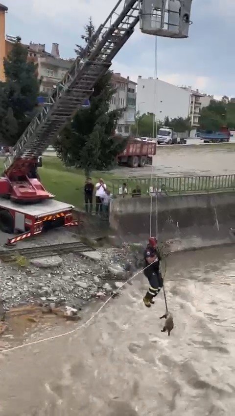 Irmakta mahsur kalan porsuğu itfaiye ekipleri kurtardı