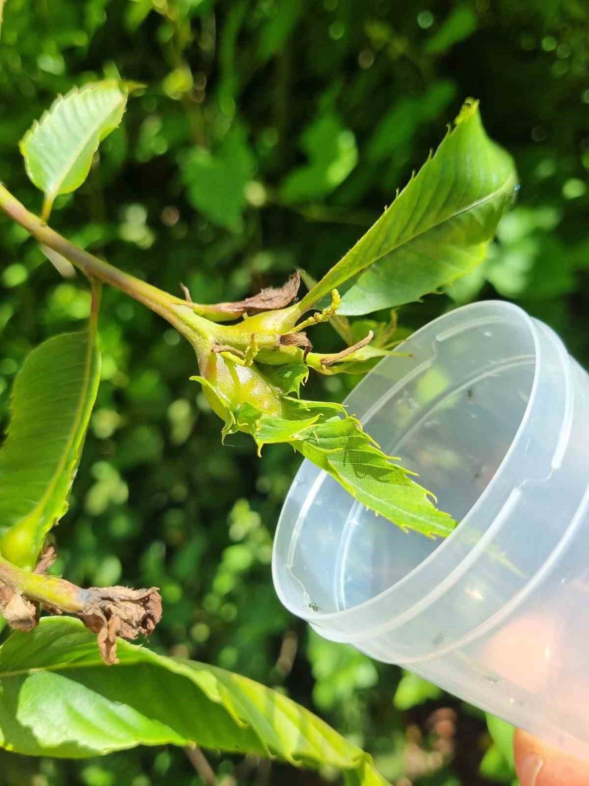 Gal arısıyla mücadele devam ediyor