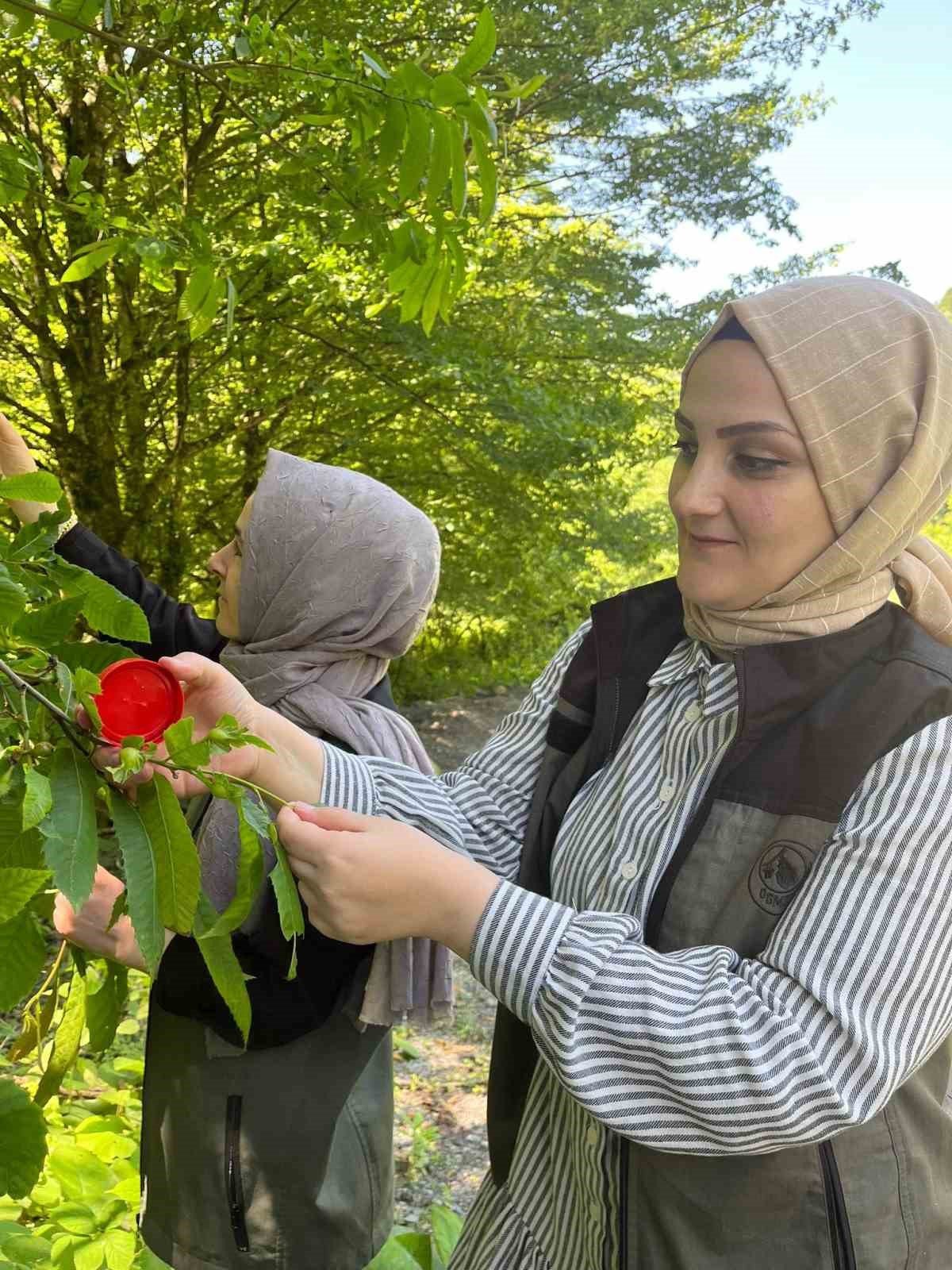 Gal arısıyla mücadele devam ediyor