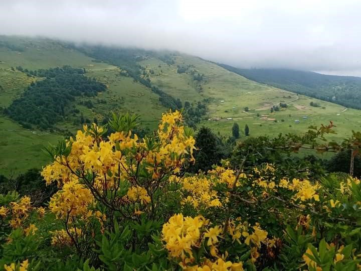 Ordu’da orman gülleri açtı, yaylalar sarıya boyandı