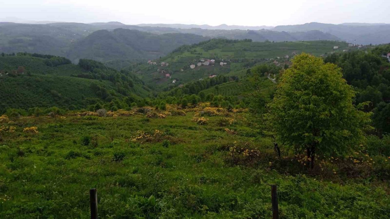 Ordu’da orman gülleri açtı, yaylalar sarıya boyandı
