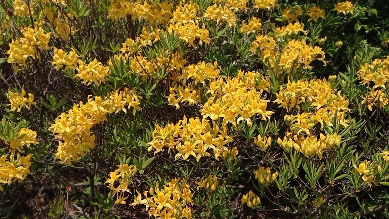 Ordu’da orman gülleri açtı, yaylalar sarıya boyandı