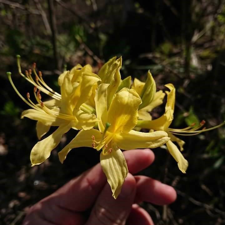 Ordu’da orman gülleri açtı, yaylalar sarıya boyandı