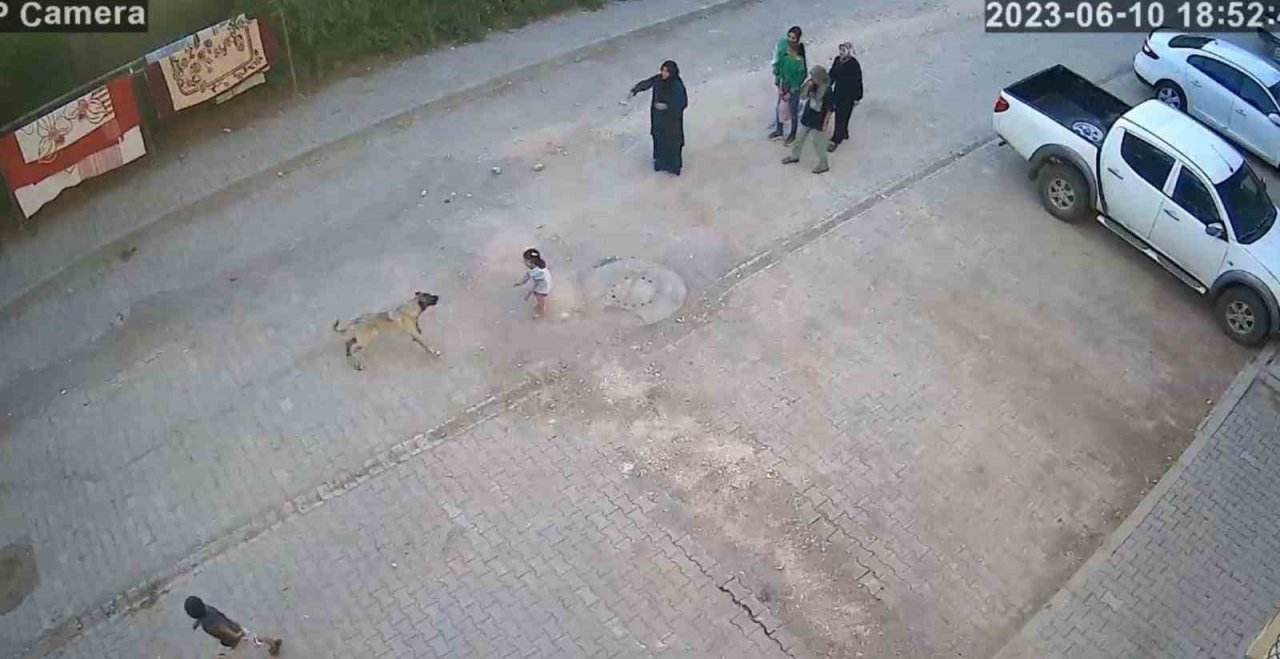 Şanlıurfa’da sokak köpeği ailesiyle yolda yürüyen çocuğa saldırdı