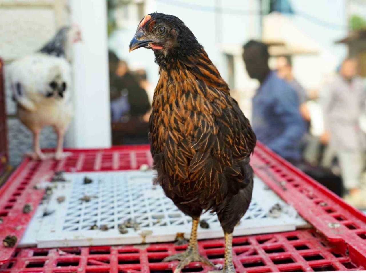 Seferihisar Belediyesinden 400 çiftçiye 4 bin tavuk