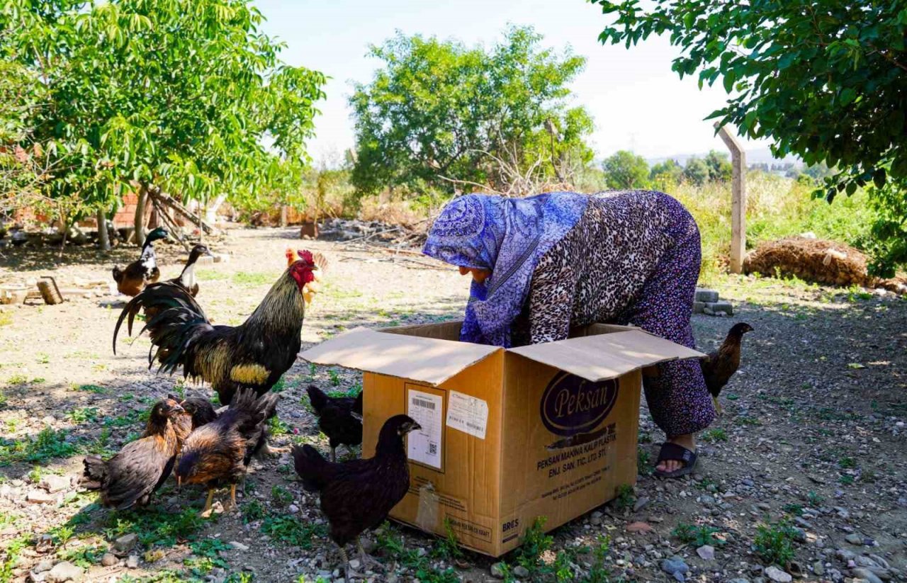 Seferihisar Belediyesinden 400 çiftçiye 4 bin tavuk