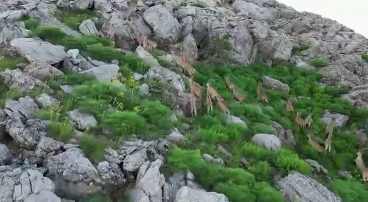 Bölgeye huzurun gelmesiyle silah sesleri yerini yaban keçilerine bıraktı