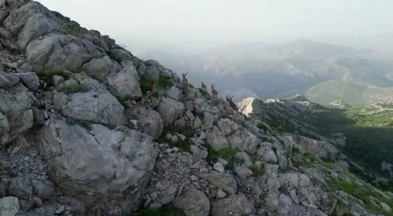 Bölgeye huzurun gelmesiyle silah sesleri yerini yaban keçilerine bıraktı