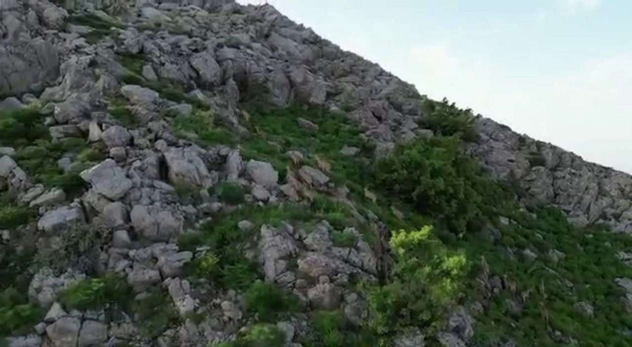 Bölgeye huzurun gelmesiyle silah sesleri yerini yaban keçilerine bıraktı