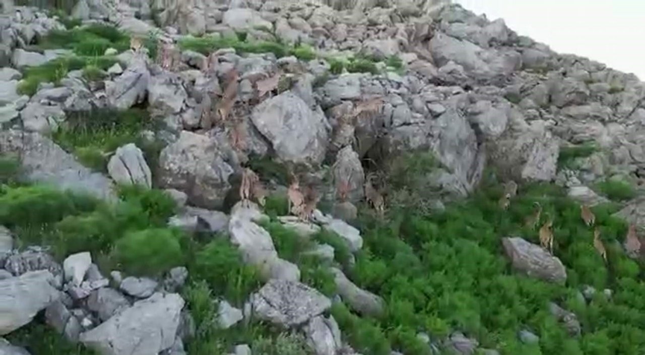 Bölgeye huzurun gelmesiyle silah sesleri yerini yaban keçilerine bıraktı