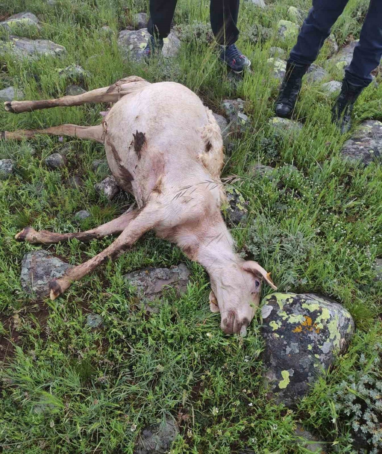 Yıldırım çarpması sonucu 5 koyun telef oldu