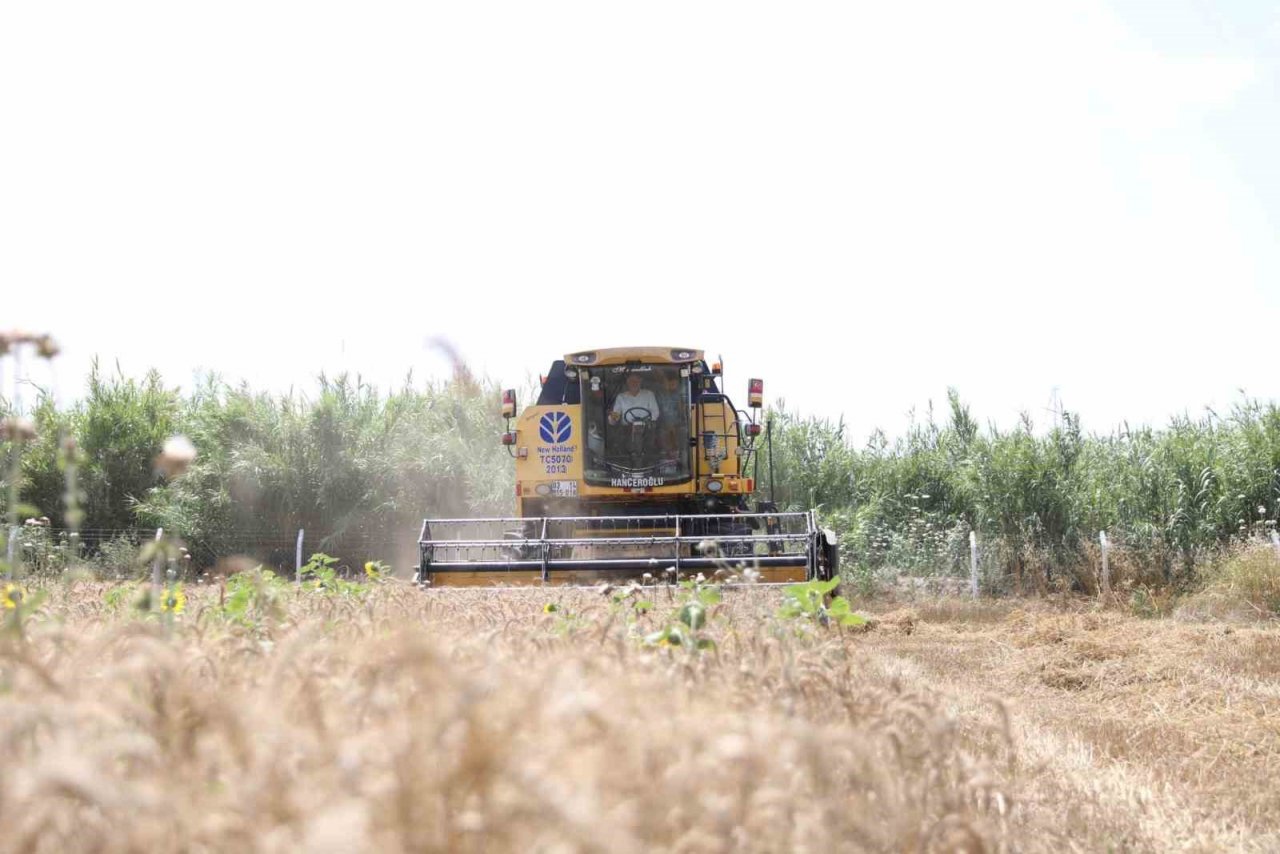 Didim’de ikinci kez buğday hasadı sevinci yaşandı
