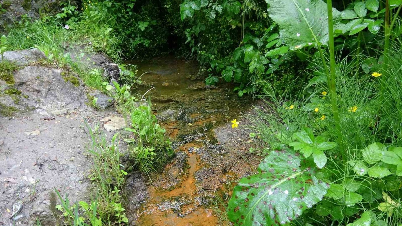 Sarılık hastaları bu suda şifa arıyor