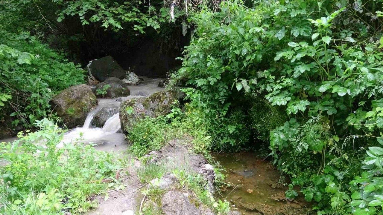 Sarılık hastaları bu suda şifa arıyor