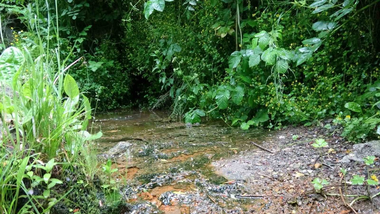 Sarılık hastaları bu suda şifa arıyor