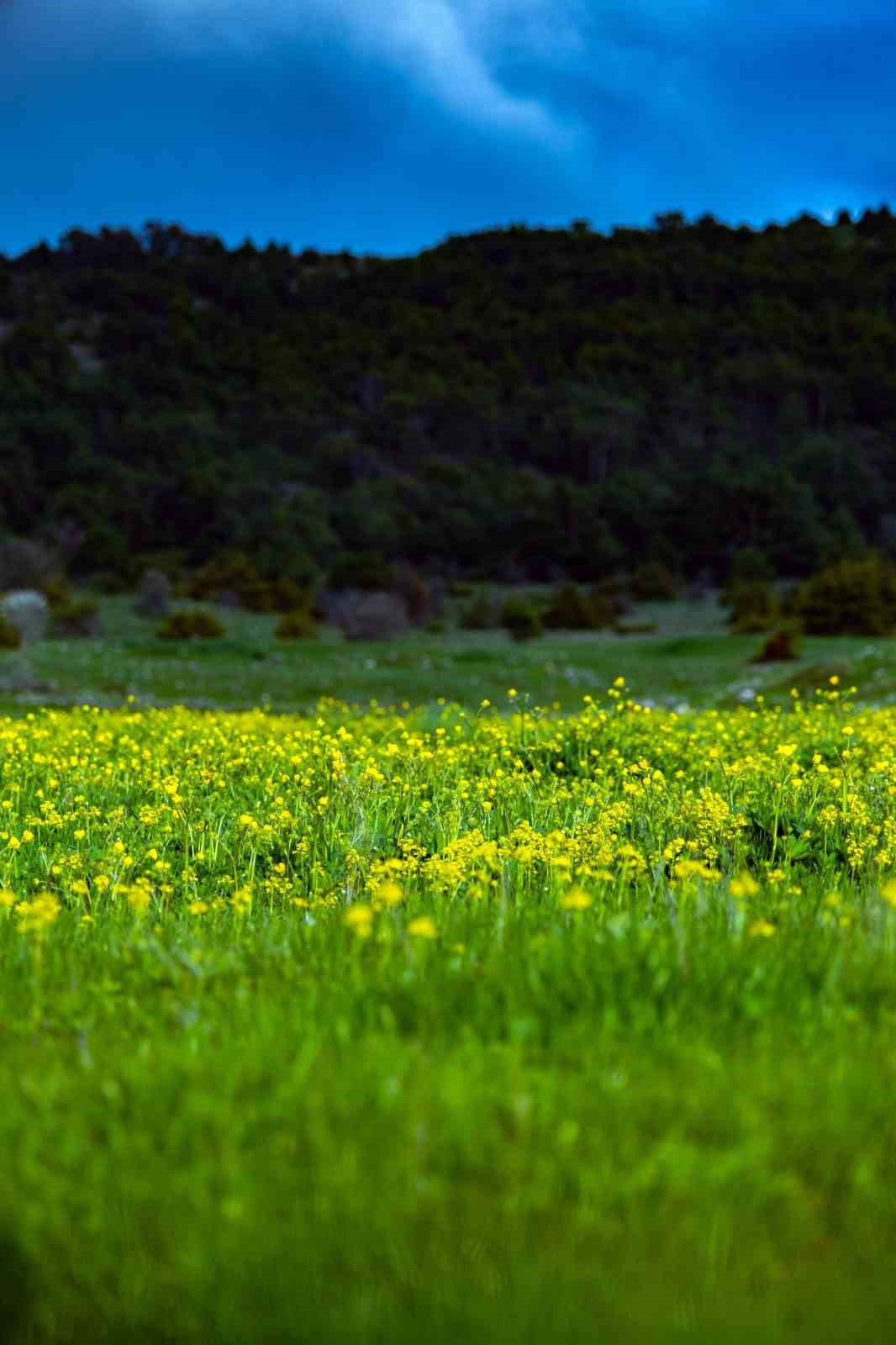 Yozgat yağışlarla birlikte yeşile büründü