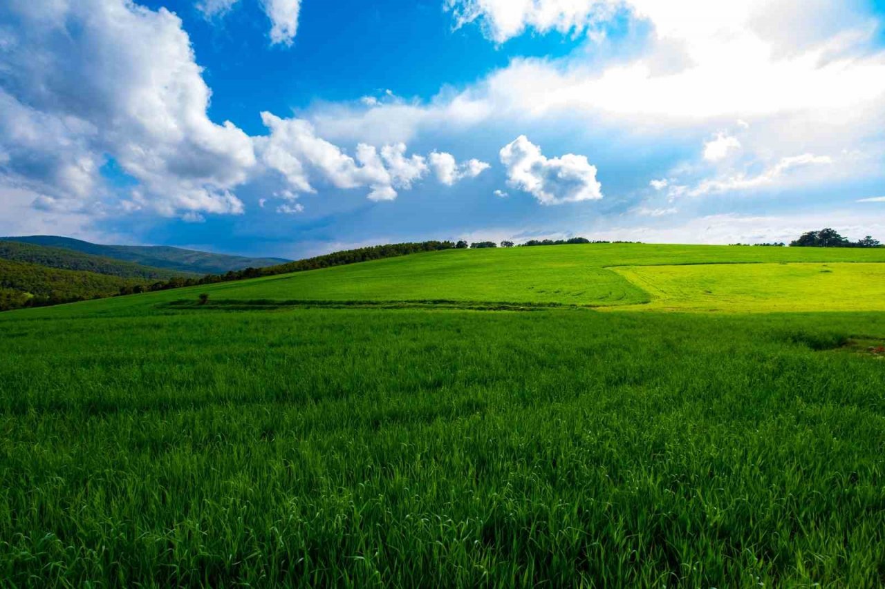 Yozgat yağışlarla birlikte yeşile büründü