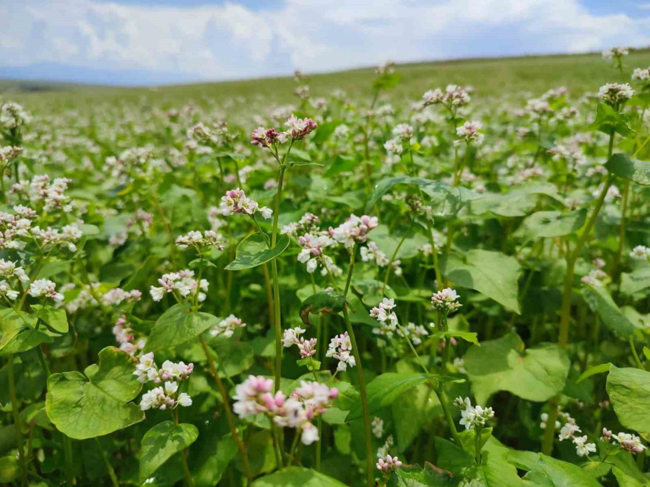 Dinar’da bu yıl ilk kez ekilen kara buğday çiçek açtı