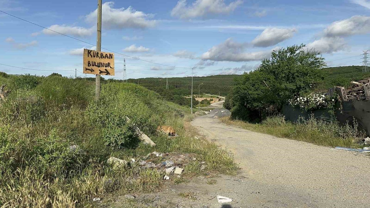 Kurban Bayramı öncesinde hayvan satışlarına "kimyasal döküm" engeli