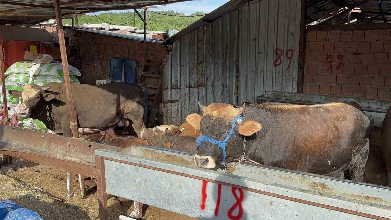 Kurban Bayramı öncesinde hayvan satışlarına "kimyasal döküm" engeli