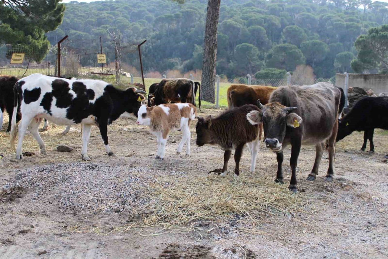 Yangınsavar inekler, askeri alanı yangından korumak için otluyor