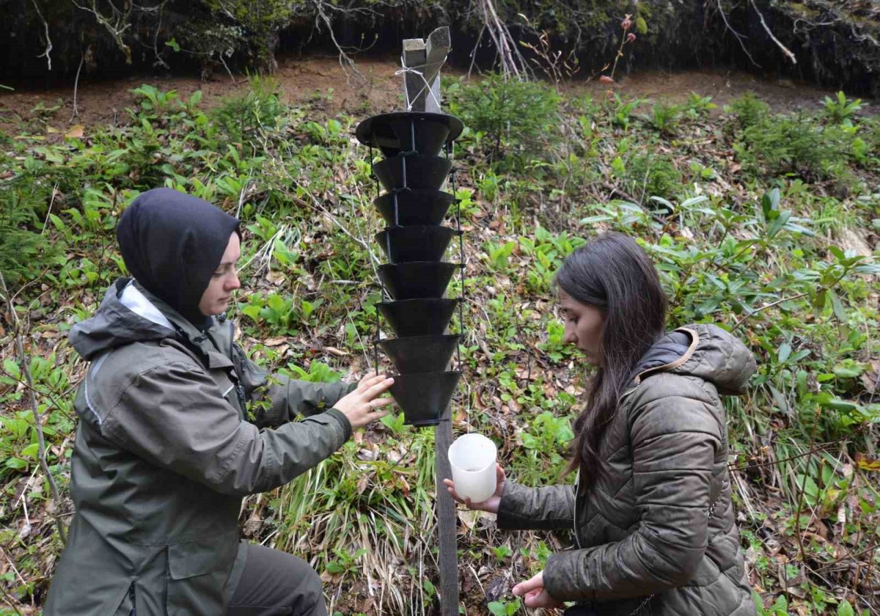 Ormanlar orman Mühendisliği öğrencilerine hem dershane hem gelir kapısı oldu