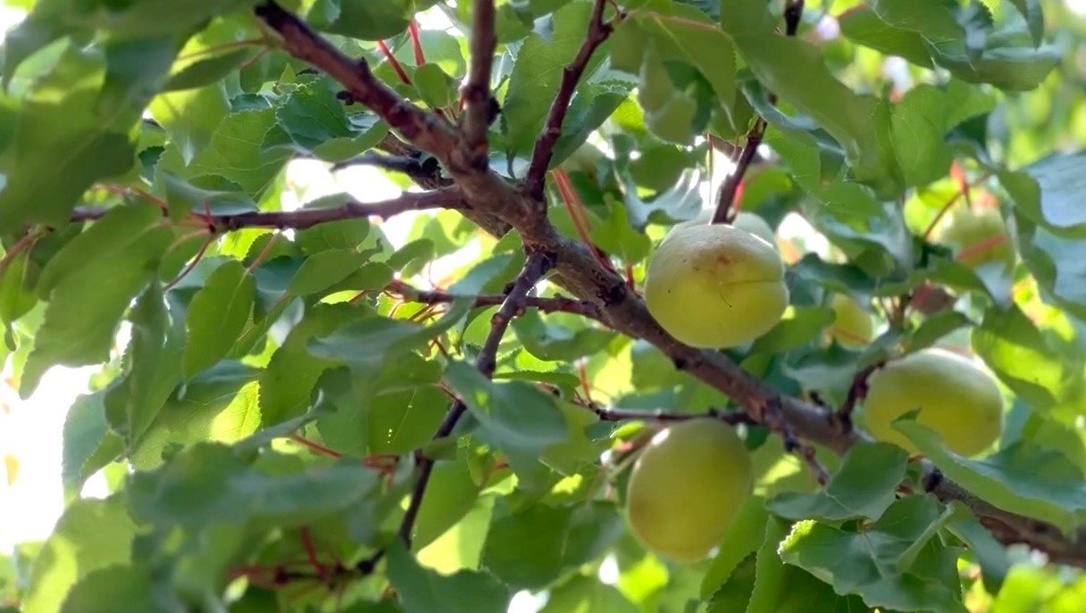 Malatya’da kayısı rekoltesinde düşüş bekleniyor