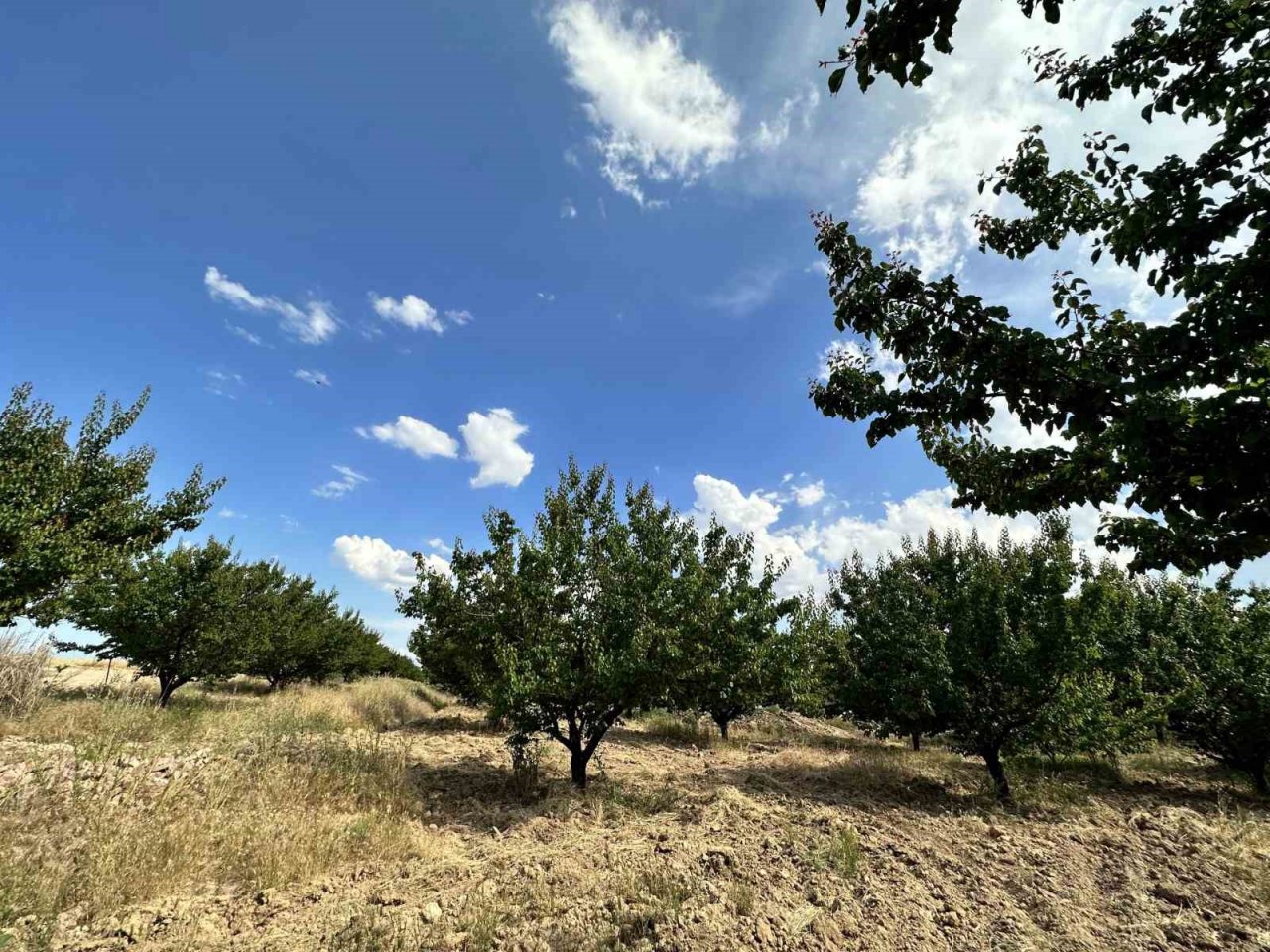 Malatya’da kayısı rekoltesinde düşüş bekleniyor