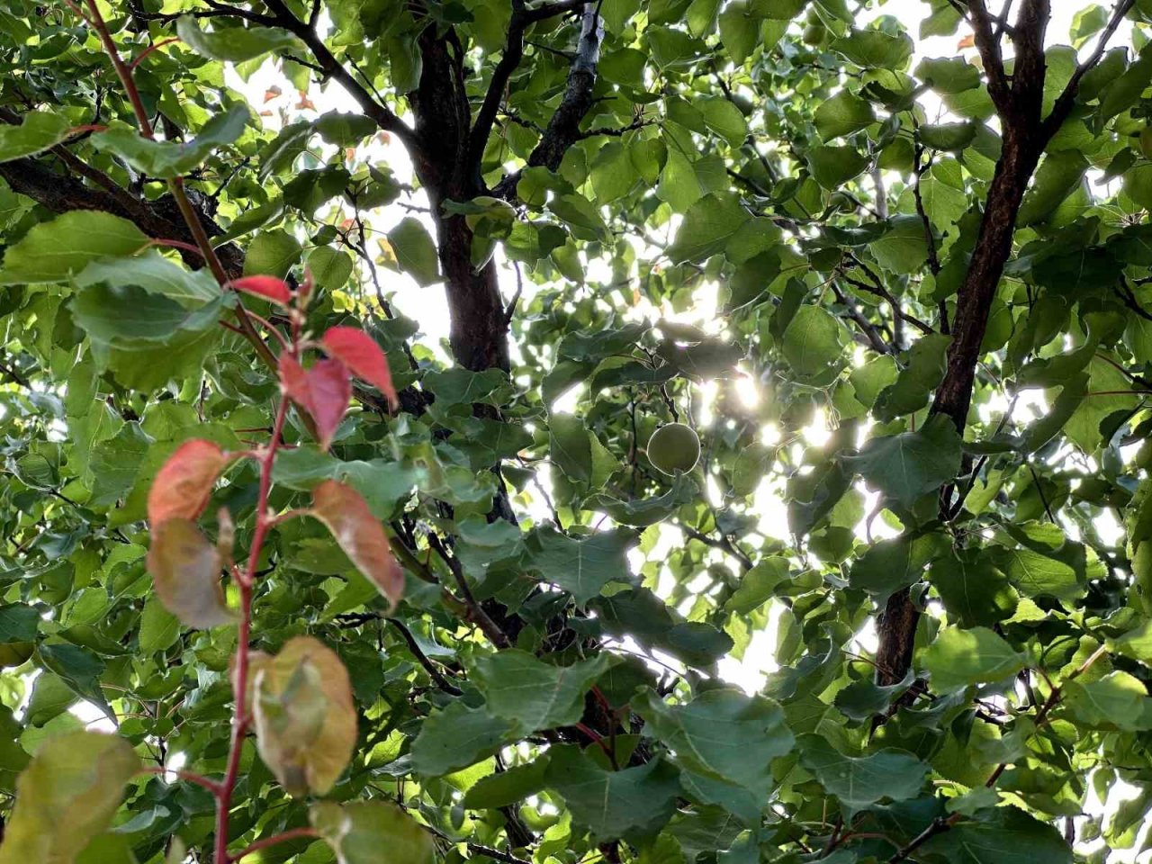 Malatya’da kayısı rekoltesinde düşüş bekleniyor