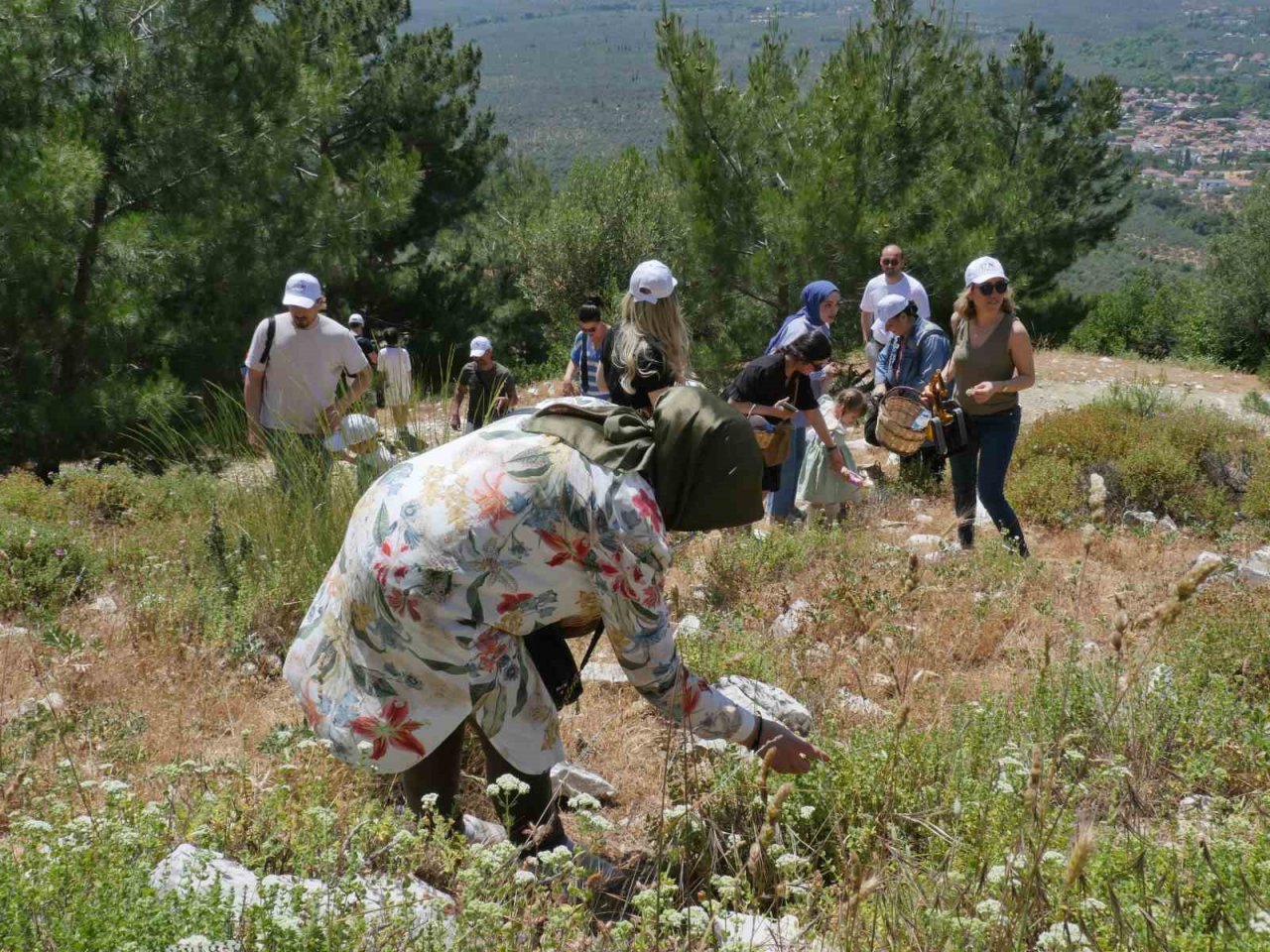 Kazdağları’nın kekikleri hasat edilmeye başlandı