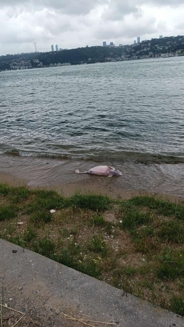 Beykoz’da ölü yunus kıyıya vurdu