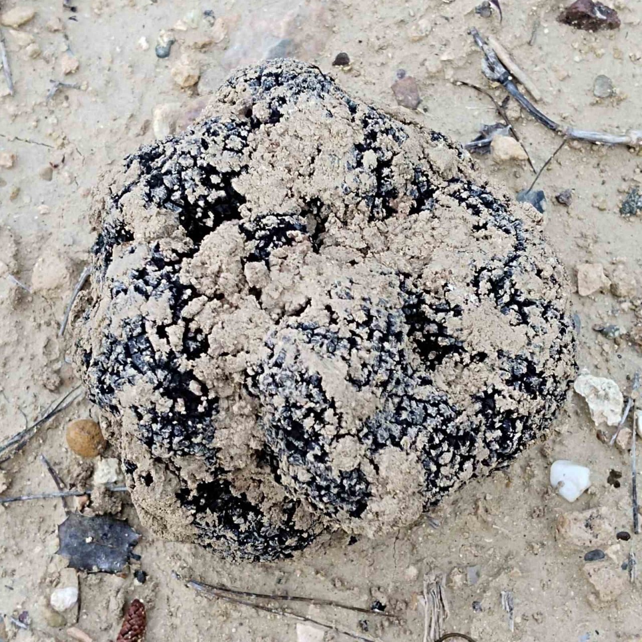 Belevi’nin dağlarından trüf fışkırıyor