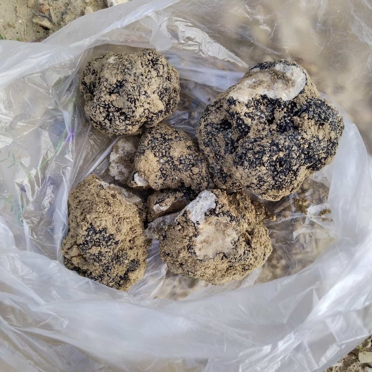 Belevi’nin dağlarından trüf fışkırıyor