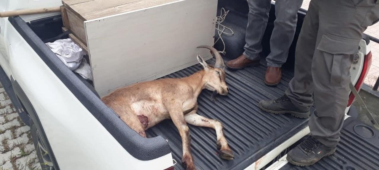 Elazığ’da bitkin halde bulunan dağ keçisi koruma altına alındı